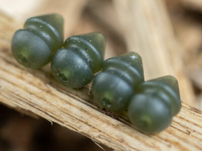 Tungsten Beads, Haken