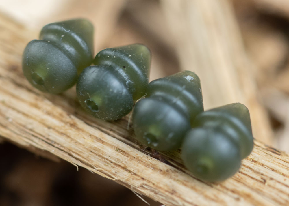 Tungsten Beads, Haken