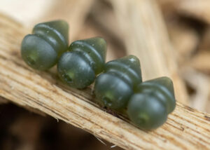 Tungsten Beads, Haken