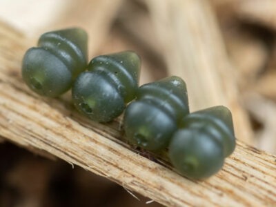 Tungsten Beads, Haken